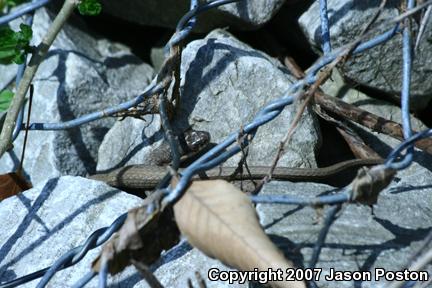 Queensnake (Regina septemvittata)