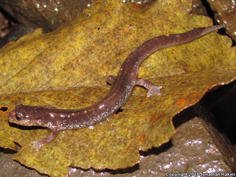 Dunn's Salamander (Plethodon dunni)