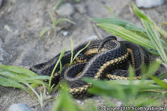 Butler's Gartersnake (Thamnophis butleri)