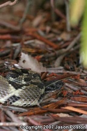 Timber Rattlesnake (Crotalus horridus)