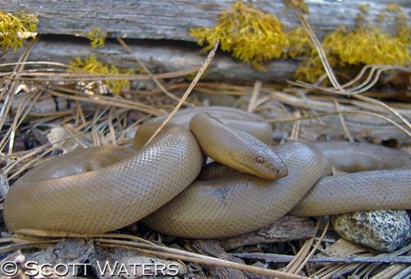 Northern Rubber Boa (Charina bottae)