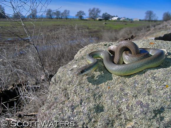 Western Yellow-bellied Racer (Coluber constrictor mormon)