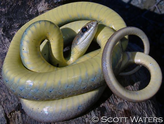 Western Yellow-bellied Racer (Coluber constrictor mormon)