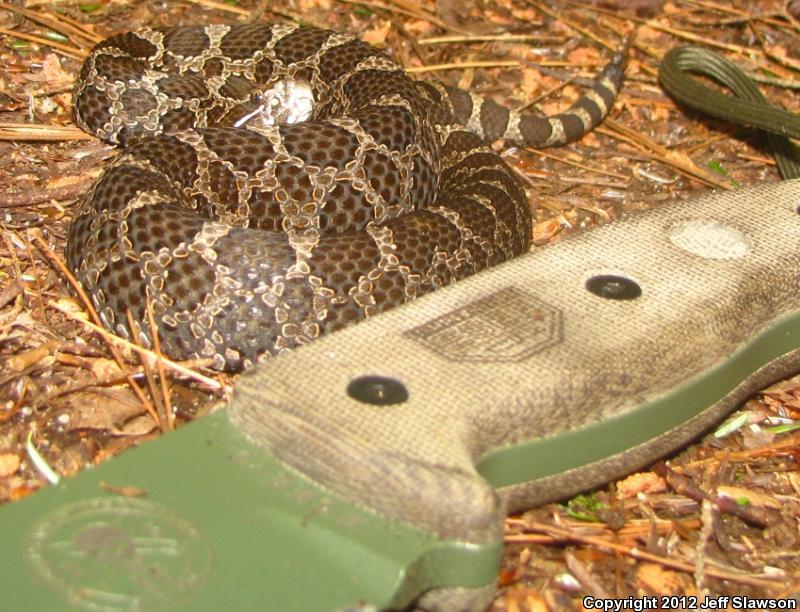 Eastern Massasauga (Sistrurus catenatus catenatus)