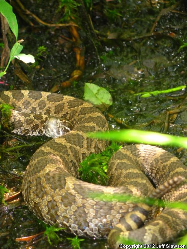 Eastern Massasauga (Sistrurus catenatus catenatus)