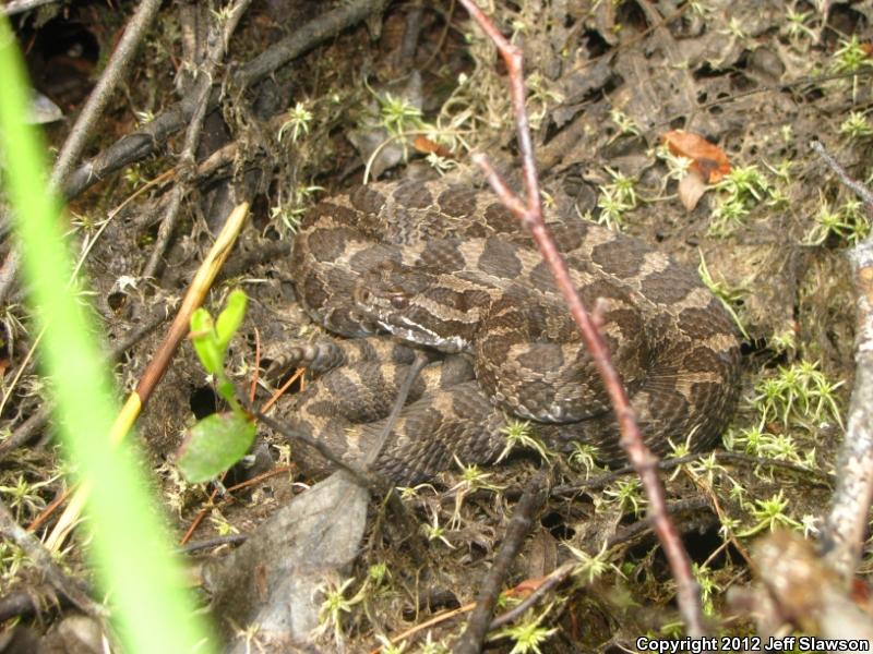 Eastern Massasauga (Sistrurus catenatus catenatus)