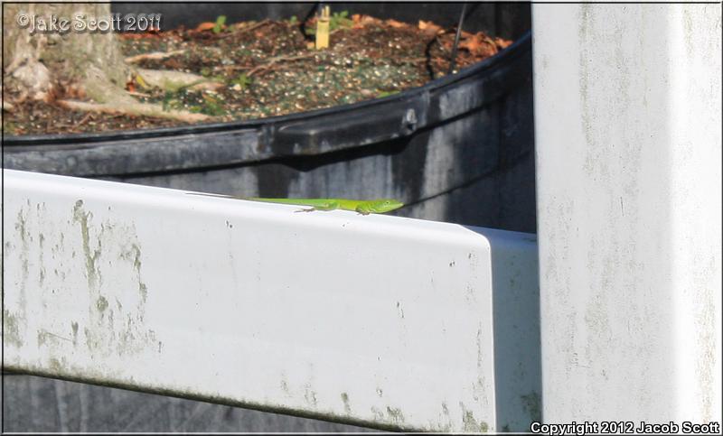 Hispaniolan Green Anole (Anolis chlorocyanus)