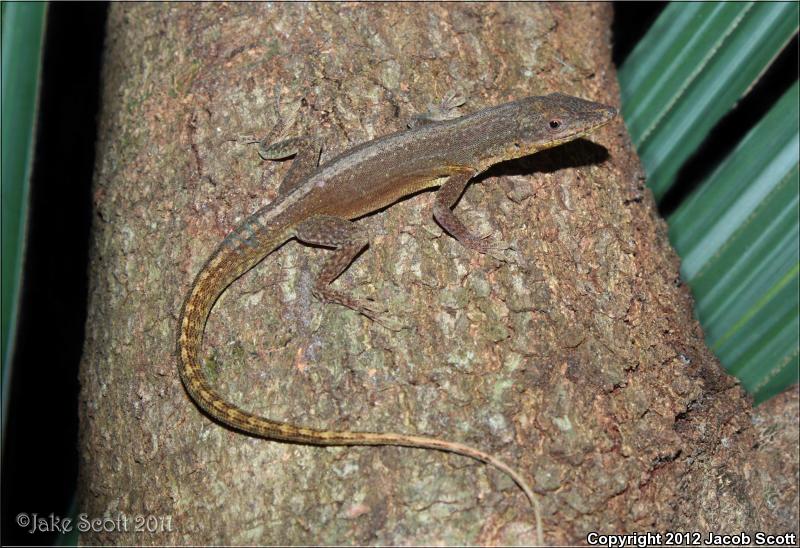 Hispaniolan Green Anole (Anolis chlorocyanus)