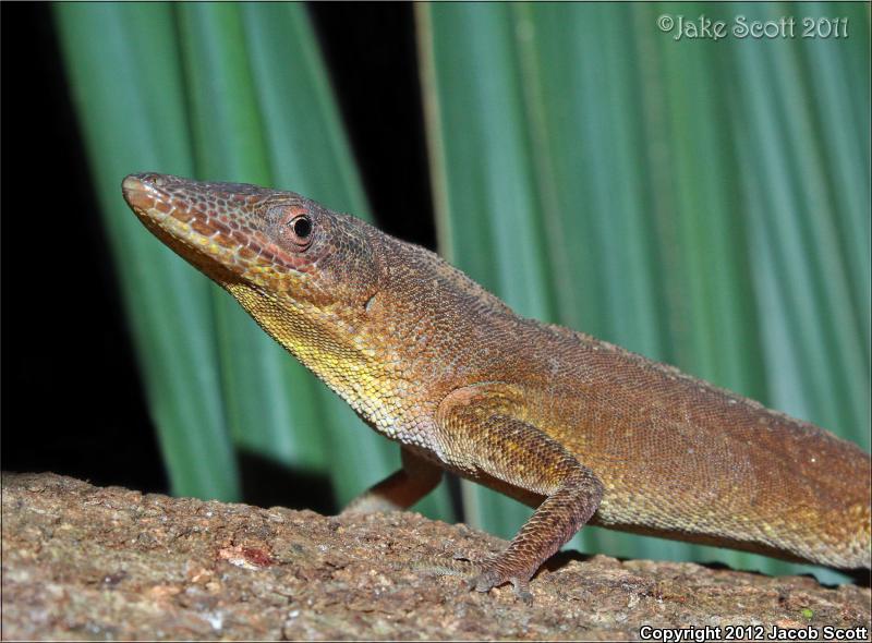 Hispaniolan Green Anole (Anolis chlorocyanus)