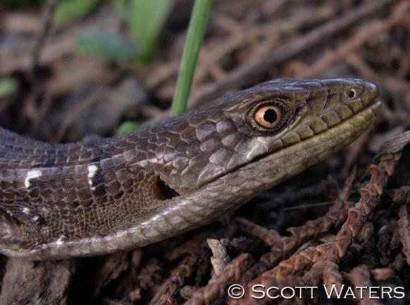 Southern Alligator Lizard (Elgaria multicarinata)