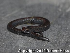 Gregarious Slender Salamander (Batrachoseps gregarius)