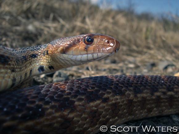 Pacific Gopher Snake (Pituophis catenifer catenifer)