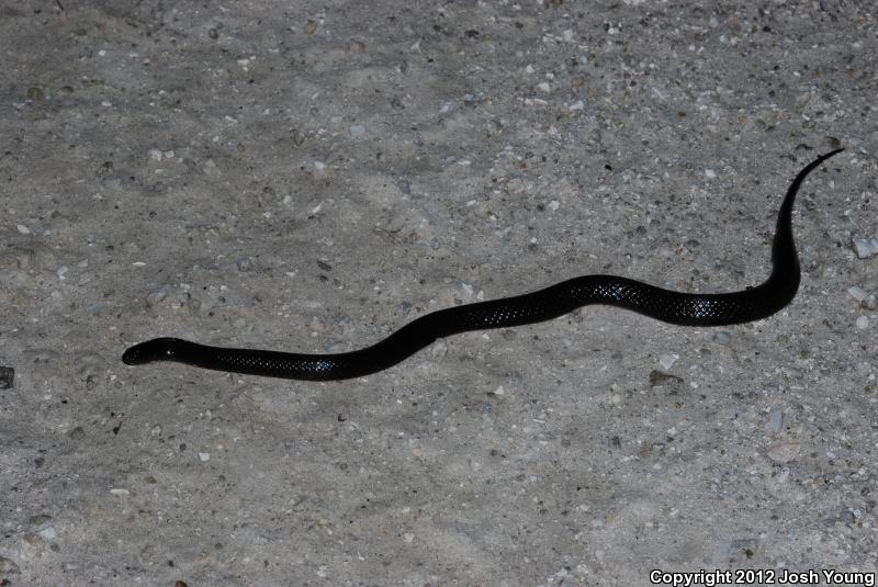 South Florida Swampsnake (Seminatrix pygaea cyclas)