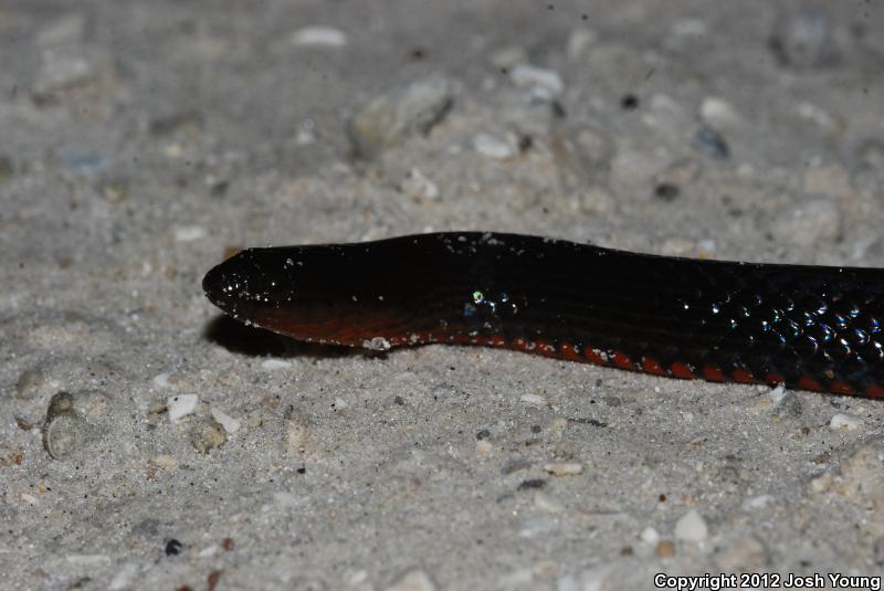 South Florida Swampsnake (Seminatrix pygaea cyclas)