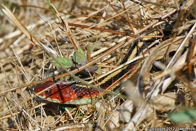 California Red-sided Gartersnake (Thamnophis sirtalis infernalis)