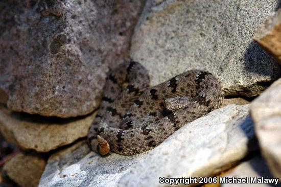 Banded Rock Rattlesnake (Crotalus lepidus klauberi)