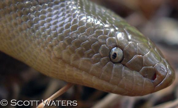 Northern Rubber Boa (Charina bottae)