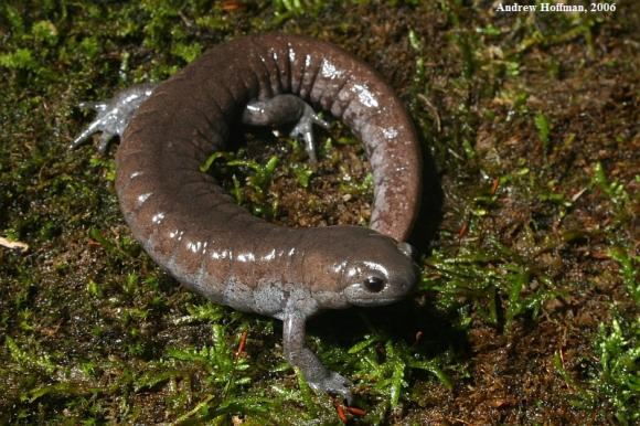 Streamside Salamander (Ambystoma barbouri)