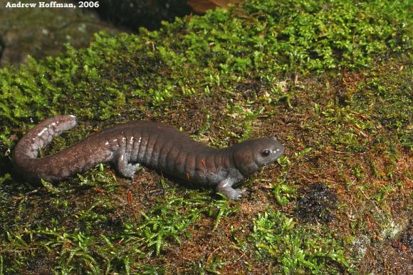 Streamside Salamander (Ambystoma barbouri)