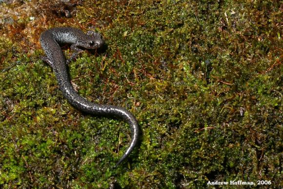 Northern Ravine Salamander (Plethodon electromorphus)