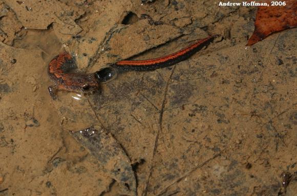 Northern Zigzag Salamander (Plethodon dorsalis)