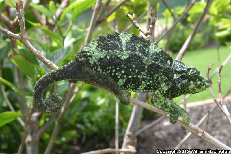 Jackson's Chameleon (Chamaeleo jacksonii)