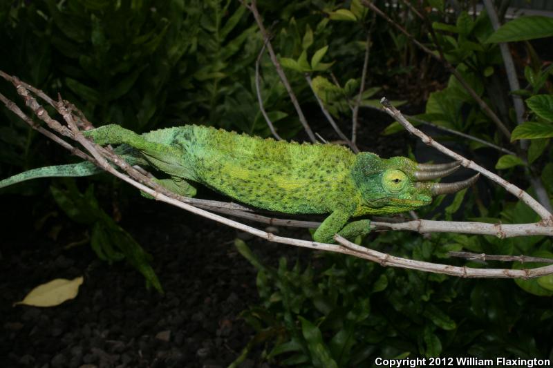 Jackson's Chameleon (Chamaeleo jacksonii)