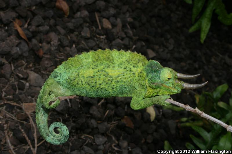 Jackson's Chameleon (Chamaeleo jacksonii)