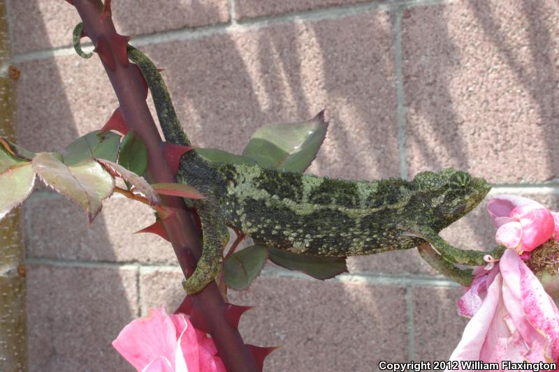 Jackson's Chameleon (Chamaeleo jacksonii)