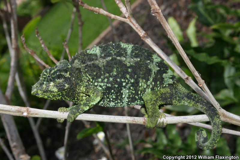 Jackson's Chameleon (Chamaeleo jacksonii)