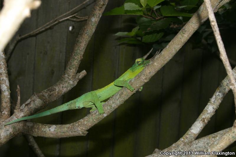 Jackson's Chameleon (Chamaeleo jacksonii)