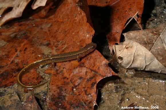 Southern Two-lined Salamander (Eurycea cirrigera)