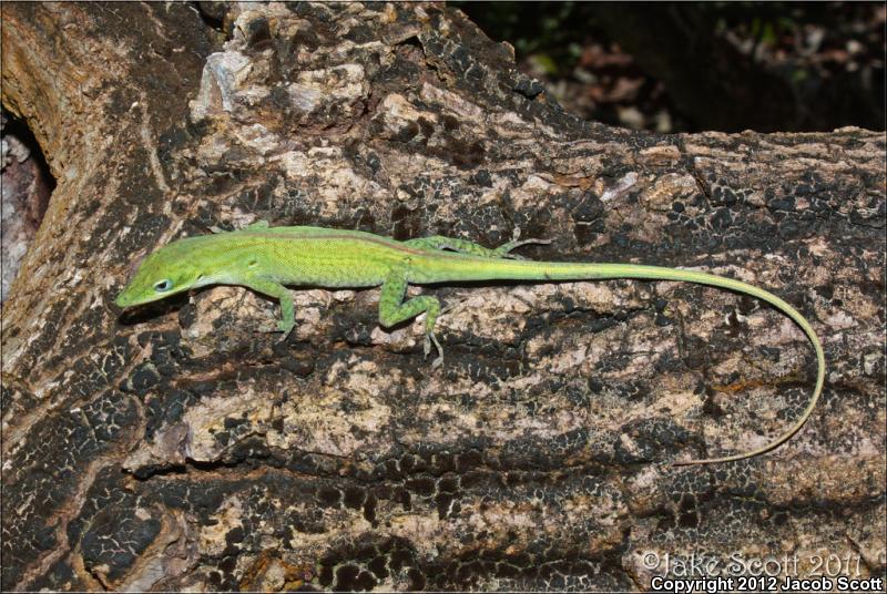 Cuban Green Anole (Anolis porcatus)