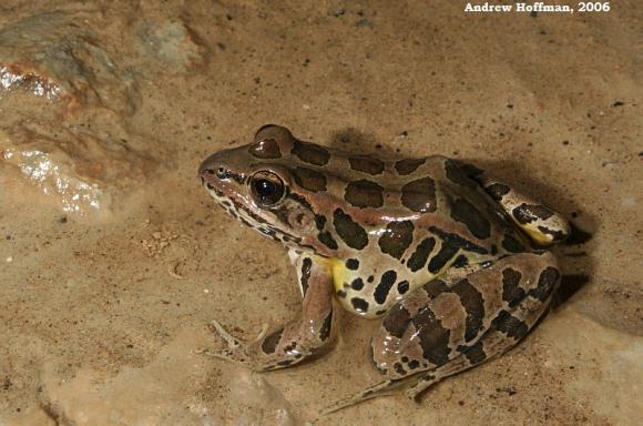 Pickerel Frog (Lithobates palustris)