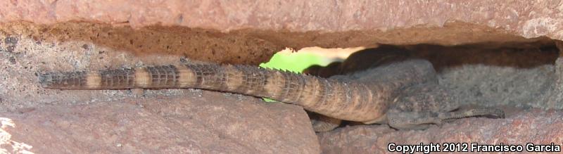 Sonoran Spiny-tailed Iguana (Ctenosaura macrolopha)