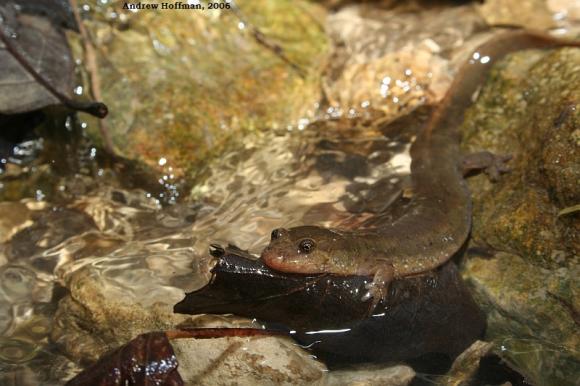 Northern Dusky Salamander (Desmognathus fuscus)