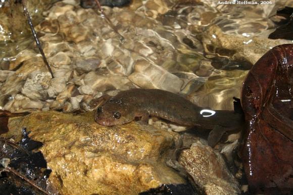 Northern Dusky Salamander (Desmognathus fuscus)