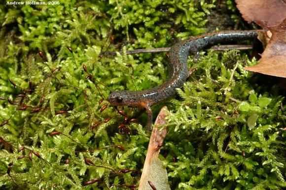 Northern Zigzag Salamander (Plethodon dorsalis)