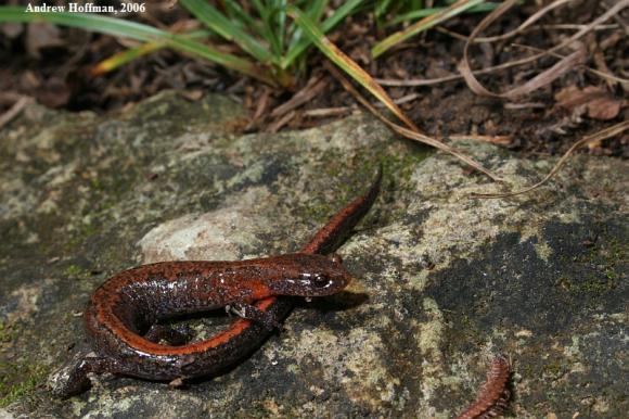 Northern Zigzag Salamander (Plethodon dorsalis)