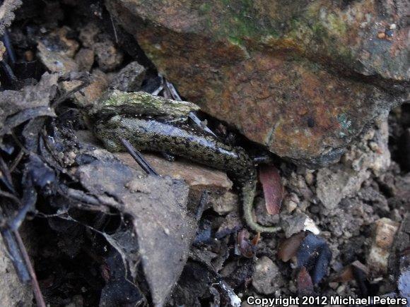 Shasta Salamander (Hydromantes shastae)