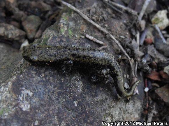 Shasta Salamander (Hydromantes shastae)