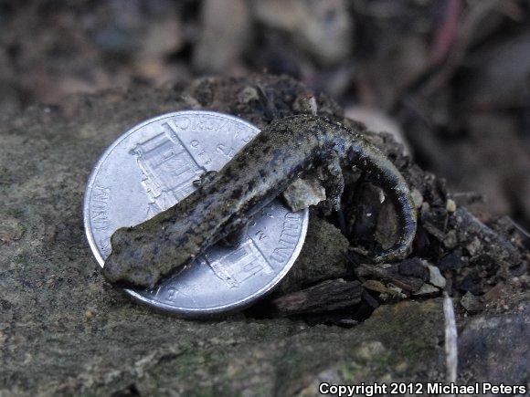 Shasta Salamander (Hydromantes shastae)