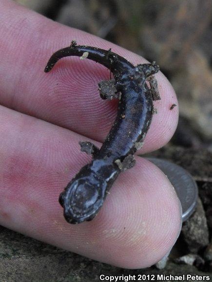 Shasta Salamander (Hydromantes shastae)