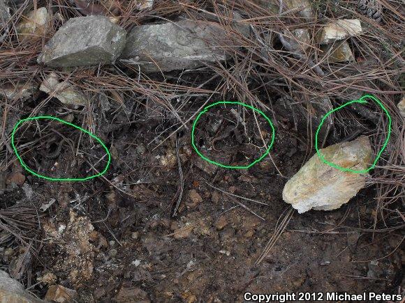 Shasta Salamander (Hydromantes shastae)