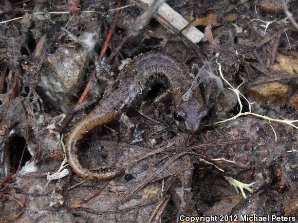 Shasta Salamander (Hydromantes shastae)