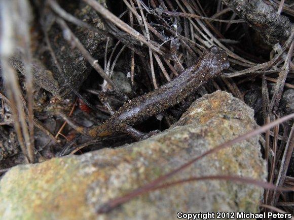 Shasta Salamander (Hydromantes shastae)