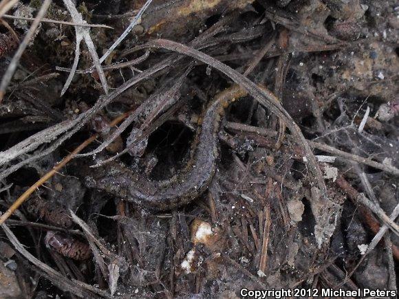 Shasta Salamander (Hydromantes shastae)