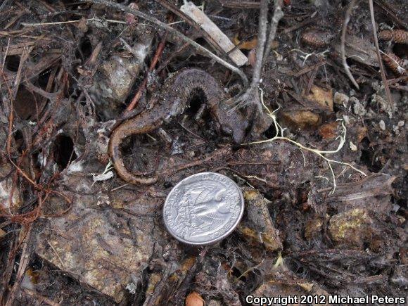 Shasta Salamander (Hydromantes shastae)