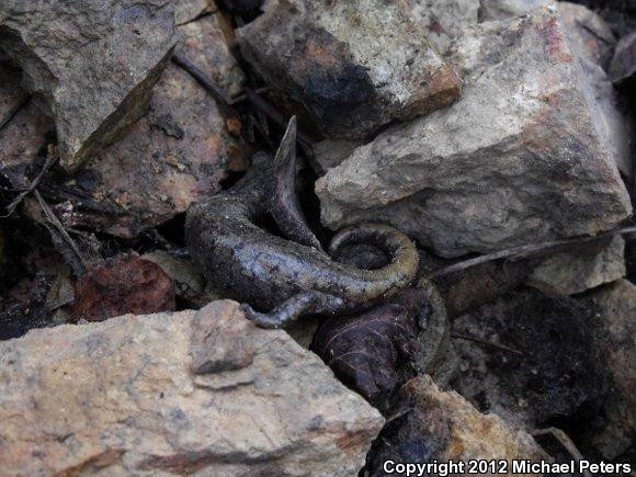 Shasta Salamander (Hydromantes shastae)