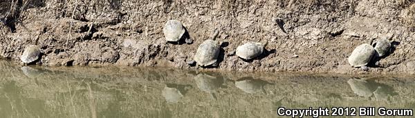 Big Bend Slider (Trachemys gaigeae gaigeae)